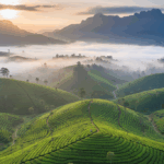 Munnar tea plantations misty morning view
