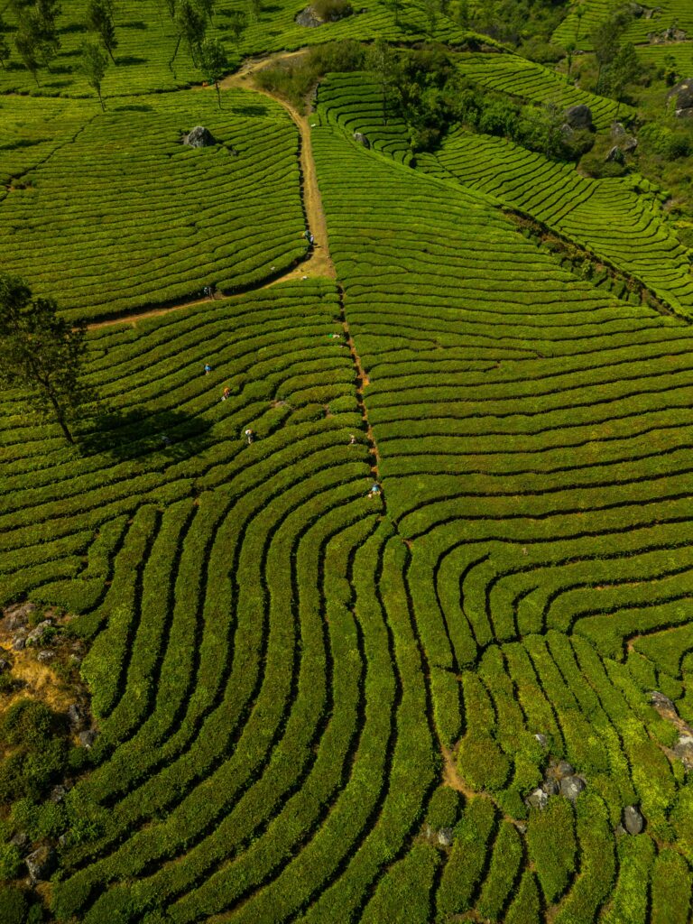 Captivating aerial shot of verdant tea plantations in Munnar, showcasing the beauty of Indian agriculture.